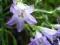 Dzwonek syberyjski fioletowo-niebieski *PIĘKNY*P9M