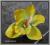 W120 Storczyk cymbidium główka kwiat 7. Lt Bn Sage