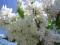 Syringa vulgaris 'Mme Lemoine' - Lilak pospolity