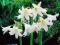 KRINUM BIAŁE - KRINIA POWELLA WHITE CRINUM #HIT#