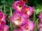 Gladiole,Gladiola,Mieczyk Wind Song 5szt