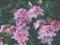 Rhododendron 'Cheer' - Rododendron JASNY RÓŻ
