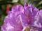 Rhododendron catawbiense 'Boursault' - Rododendron