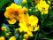 CASSIA CORYMBOSA_ _ _ _ _ _ _ _ _ _ _ AŻ 10 NASION