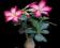 RÓŻA PUSTYNI-ADENIUM _ _ _ _ _ _ _ _ AŻ 10 NASION