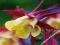 AQUILEGIA - ORLIK POJEDYNCZY CRIMSON STAR #OKAZJA#