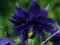 AQUILEGIA - ORLIK PEŁNY CZARNY #OKAZJA#