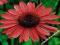 ECHINACEA - JEŻÓWKA RED MAGNUS #SUPER CENA#