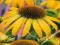 ECHINACEA - JEŻÓWKA YELLOW #SUPER CENA#