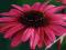 ECHINACEA - JEŻÓWKA PURPUREA #SUPER CENA#