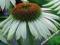 ECHINACEA - JEŻÓWKA WHITE SWAN #SUPER CENA#