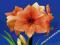 HIPPEASTRUM - AMARYLIS ZWARTNICA RILONA #OKAZJA#