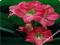 HIPPEASTRUM - AMARYLIS ZWARTNICA SUSAN #OKAZJA#