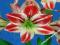 HIPPEASTRUM - AMARYLIS ZWARTNICA AMBIANCE #OKAZJA#