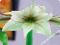 HIPPEASTRUM - AMARYLIS ZWARTNICA MAGIC GREEN