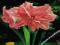 HIPPEASTRUM - AMARYLIS PEŁNY ZWARTNICA LADY JANE