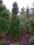 Pinus nigra 'Green Tower' - Sosna czarna KOLUMNOWA