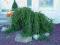 Picea abies 'Frohburg' - Świerk pospolity