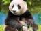 ! Puzzle 500 Castorland B-51519 Panda