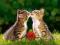 ! Puzzle 500 Castorland B-51625 Two Tabby Kittens