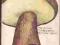 Atlas grzybów, Hennig