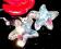 Kolczyki Srebro Starfish Cristal ***Arielle***