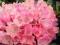 Rhododendron 'Sneezy' - Różanecznik WRZOSOWY-RÓŻ