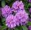 Rhododendron 'Lee's Dark Purple' - Rododendron !!!
