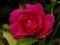 Rosa 'Parade' - Róża WIELKOKWIATOWA -AMARANTOWA-