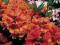 Rhododendron 'Amaretto' - Różanecznik NOWOŚĆ !!!!!