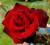 Rosa - Róża wielkokwiatowa [AKSAMITNO CZERWONA]