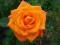 Rosa 'Janina' - Róża wielkokwiatowa *POMARAŃCZOWA*
