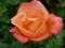 Rosa 'Troika' - Róża WIELKOKWIATOWA [BURSZTYN]