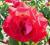 Rosa 'Hanne' - Róża wielkokwiatowa