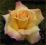 Rosa 'Peace' - Róża wielkokwiatowa [ DWU BARWNA ]