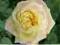 Rosa 'Schneewalzer' - Róża PNĄCA [ BIAŁA ]