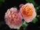 Rose 'Maria Curie' - Róża WIELKOKWIATOWA RABATOWA