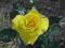 Rosa 'Fresia' - Róża wielokwiatowa CUDOWNA WOŃ