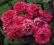 Rosa 'Heidelberg' - Róża PNĄCA