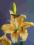 Ekskluzywne sztuczne kwiaty LILIA żółto-pom.nr 505