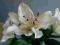 Ekskluzywne sztuczne kwiaty LILIA kremowa nr 937