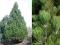 Pinus leucodermis 'Compact Gem' - Sosna bośniacka