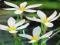 ZEFIRANT WHITE - ZEPHYRANTHES 10 szt #OKAZJA#