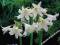 KRINUM POWELLA WHITE - CRINUM - KRINIA #OKAZJA#