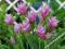 CURCUMA - KURKUMA ROSE #EGZOTYKA W OGRODZIE#