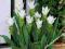 CURCUMA - KURKUMA WHITE #EGZOTYKA W OGRODZIE#