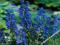 TOJAD - ACONITUM #STOP NORNICE#