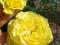 róże ,róża rabatowa żółta- bardzo obficie kwitnie