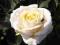 Róża.roze- wielkokwiatowa CHOPIN duży kwiat!!