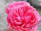 róże ,róża pnąca-rosarium bardzo odporna!!